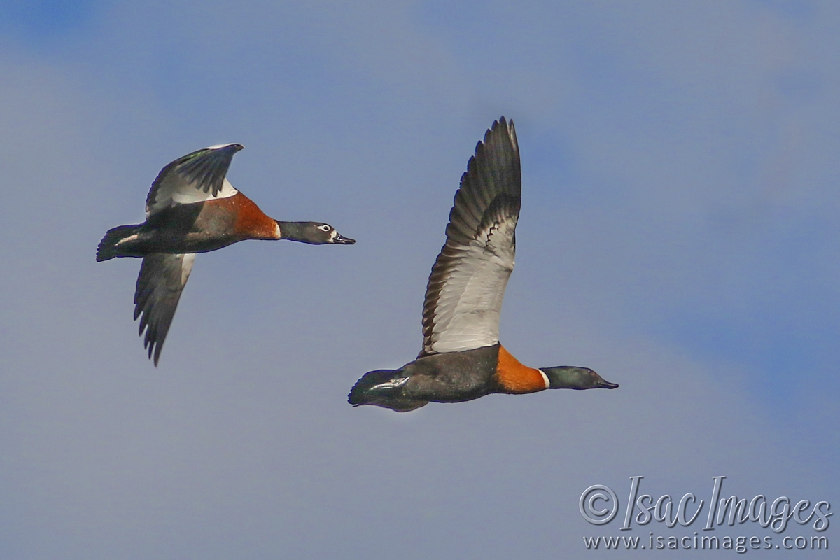Click image for larger version

Name:	8890-Shelducks_In_Flight.jpg
Views:	27
Size:	420.3 KB
ID:	486270