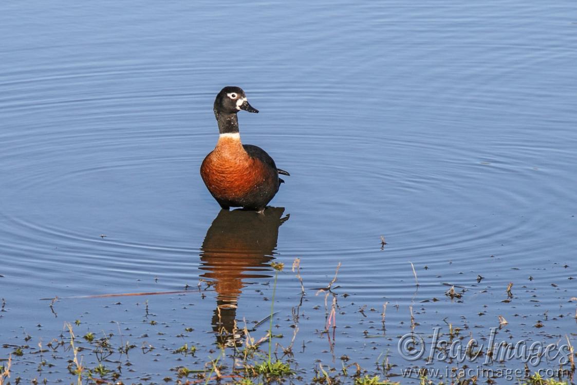 Click image for larger version

Name:	9015-Shelduck_Female.jpg
Views:	30
Size:	94.2 KB
ID:	486273