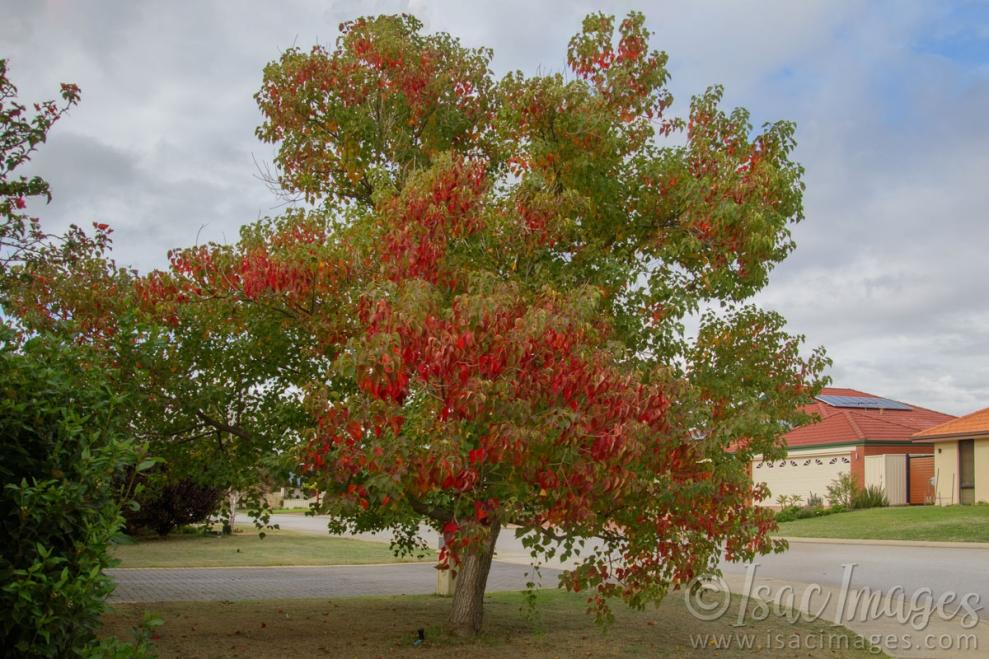 Click image for larger version

Name:	9271-Red_Tree.jpg
Views:	116
Size:	122.4 KB
ID:	486417