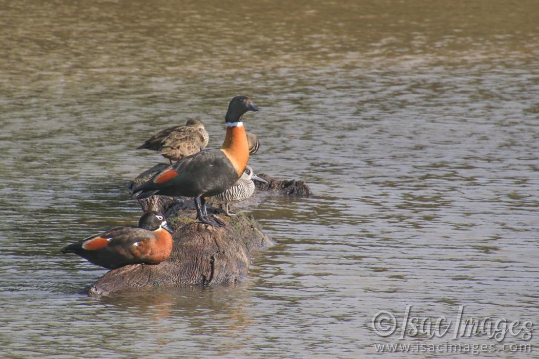 Click image for larger version

Name:	9355-Ducks_On_Log.jpg
Views:	66
Size:	119.6 KB
ID:	486424
