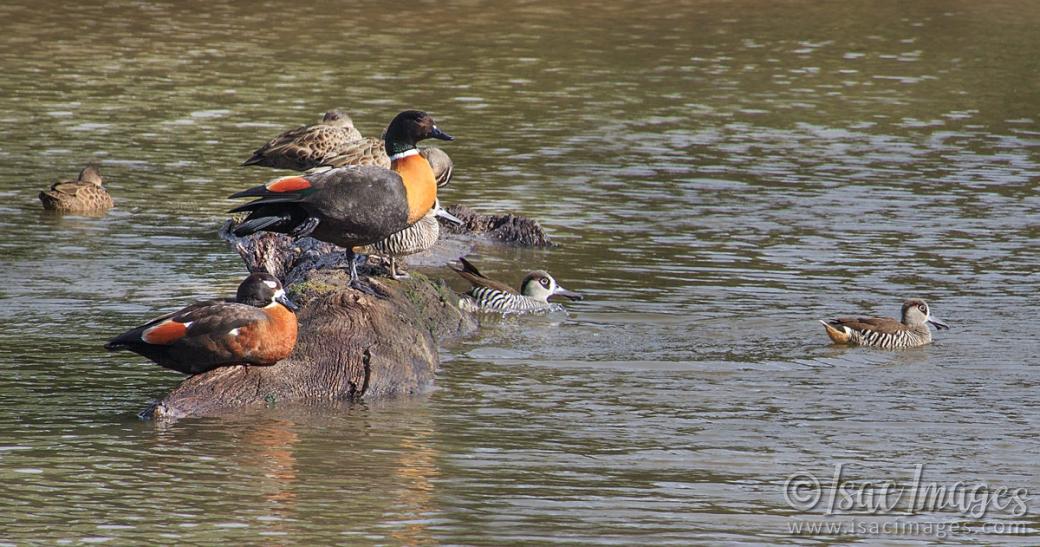 Click image for larger version

Name:	9360-Ducks_On_Log.jpg
Views:	67
Size:	119.9 KB
ID:	486425