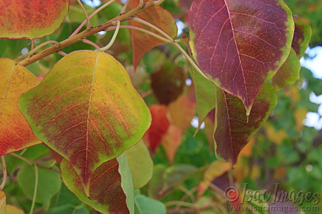Click image for larger version

Name:	9412-Red_Leaves.jpg
Views:	70
Size:	101.1 KB
ID:	486486