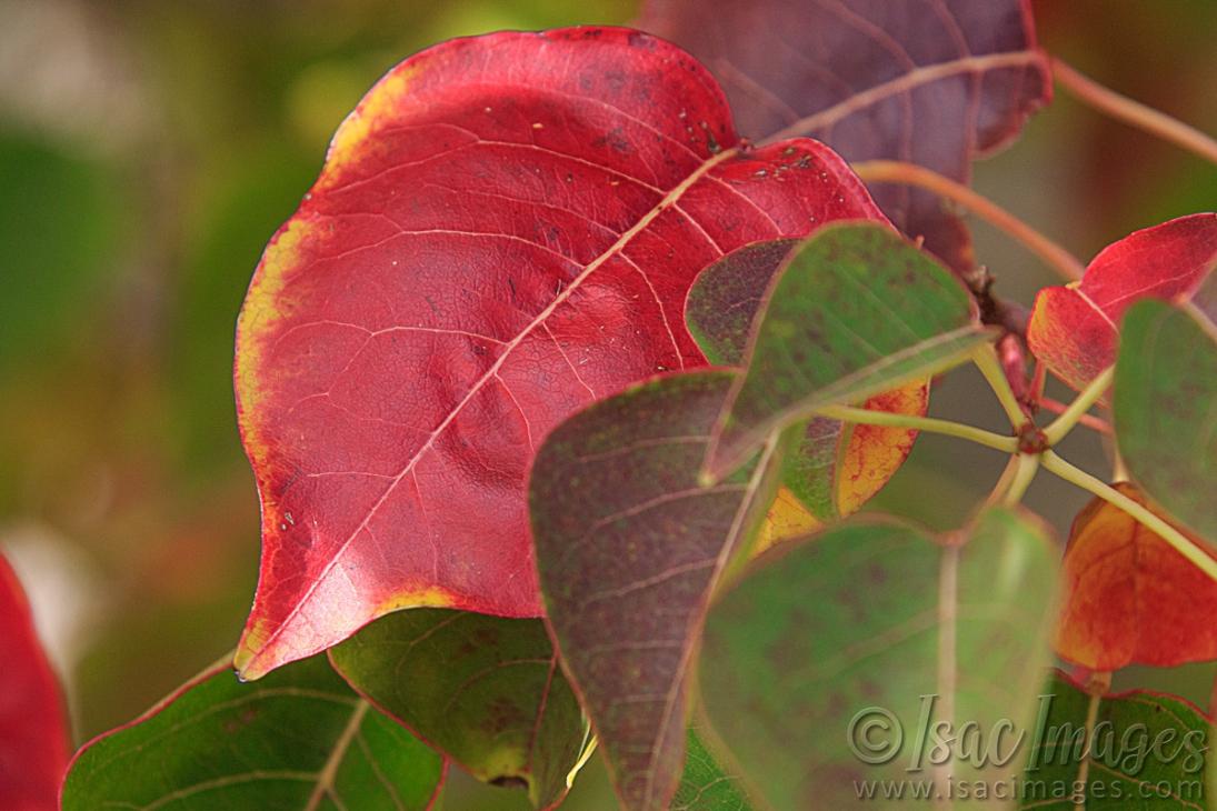 Click image for larger version

Name:	9415-Red_Leaves.jpg
Views:	82
Size:	88.9 KB
ID:	486487
