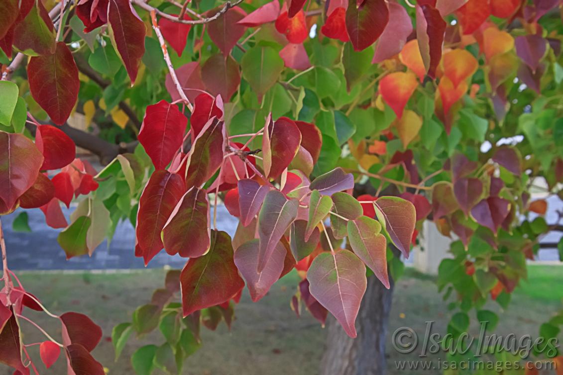 Click image for larger version

Name:	9409-Red_Leaves.jpg
Views:	73
Size:	107.7 KB
ID:	486488