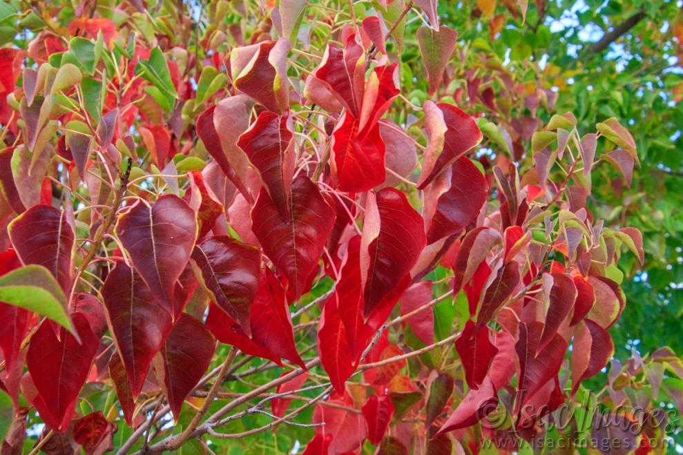 Click image for larger version

Name:	9408-Red_Leaves.jpg
Views:	79
Size:	130.3 KB
ID:	486489