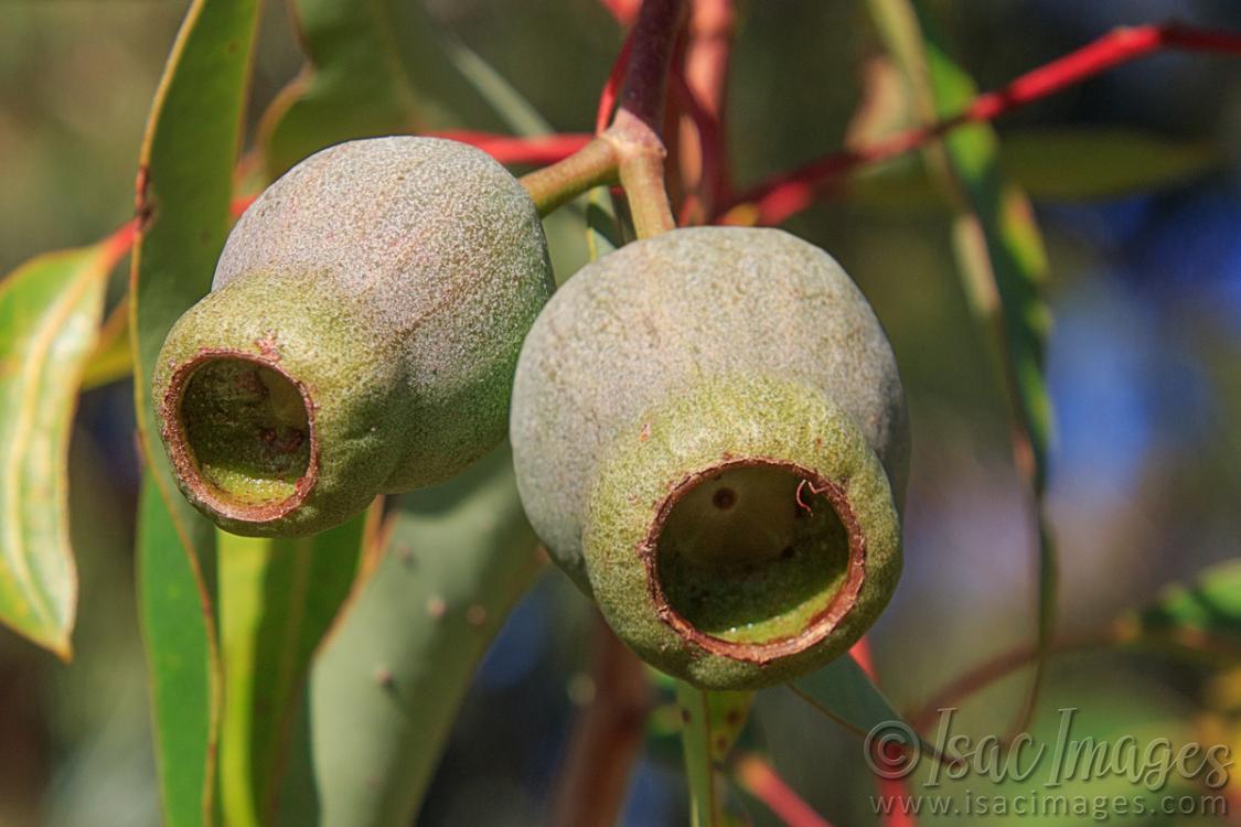 Click image for larger version

Name:	9442-Honkey_Nuts.jpg
Views:	68
Size:	87.1 KB
ID:	486537