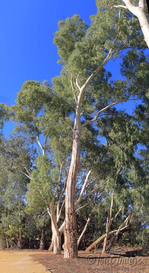Click image for larger version

Name:	9433-Leilaie_Gum_Pano_6xH.jpg
Views:	64
Size:	138.9 KB
ID:	486538