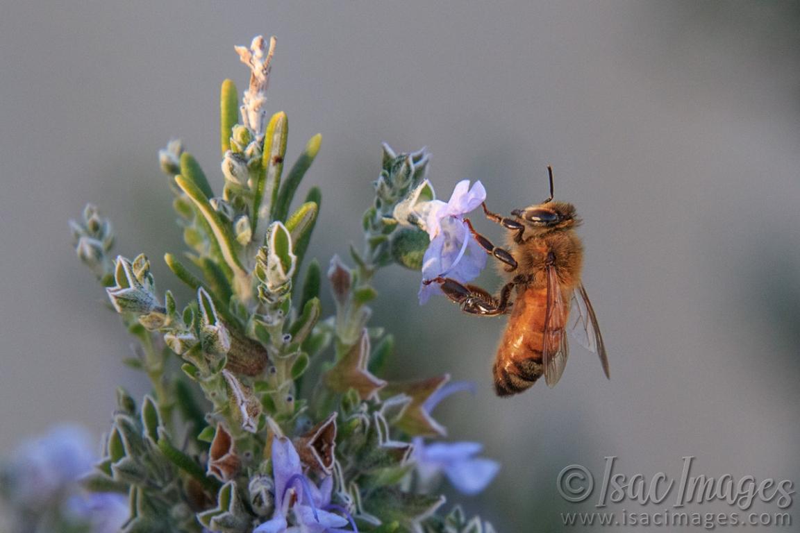 Click image for larger version

Name:	9459-Bee.jpg
Views:	73
Size:	76.4 KB
ID:	486550