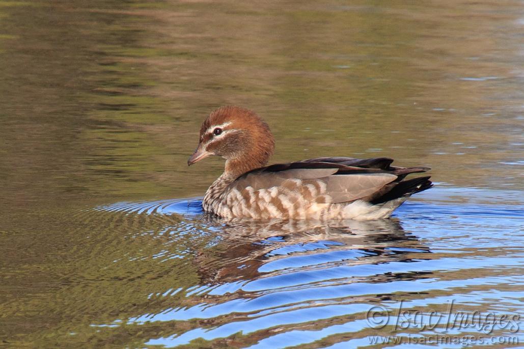 Click image for larger version

Name:	9511-Wood_Duck.jpg
Views:	34
Size:	107.7 KB
ID:	486586