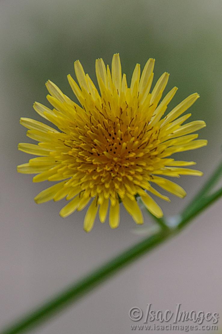 Click image for larger version

Name:	9571-Sow_Thistle.jpg
Views:	77
Size:	79.9 KB
ID:	486645