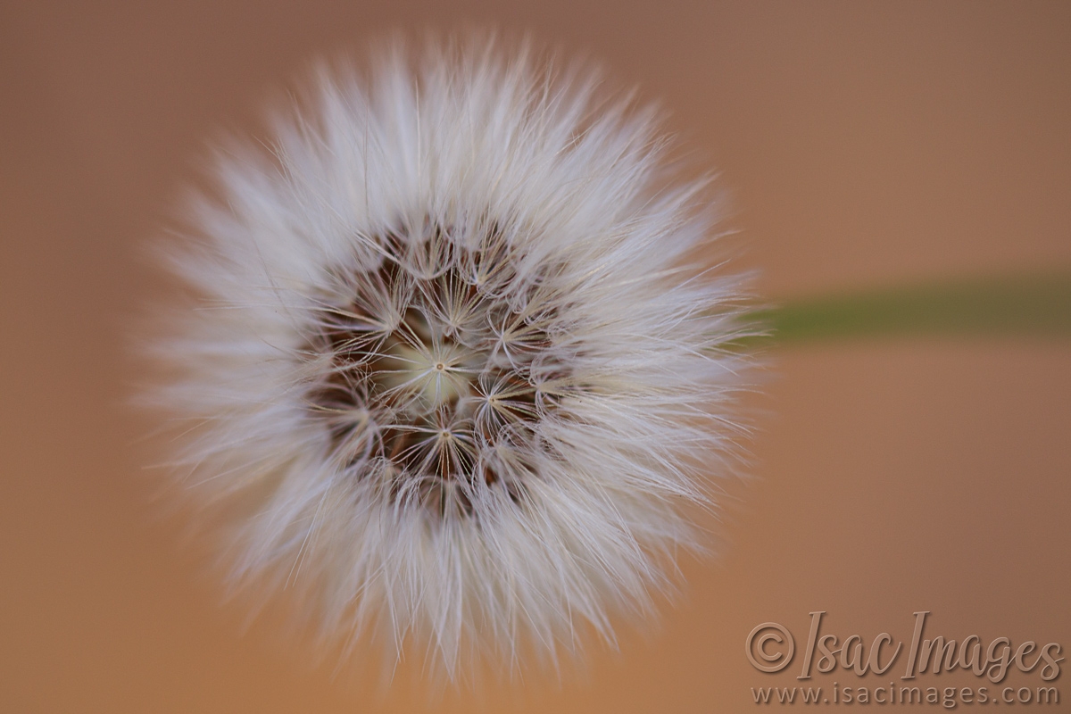 Click image for larger version

Name:	9546-Sow_Thistle.jpg
Views:	78
Size:	444.7 KB
ID:	486646