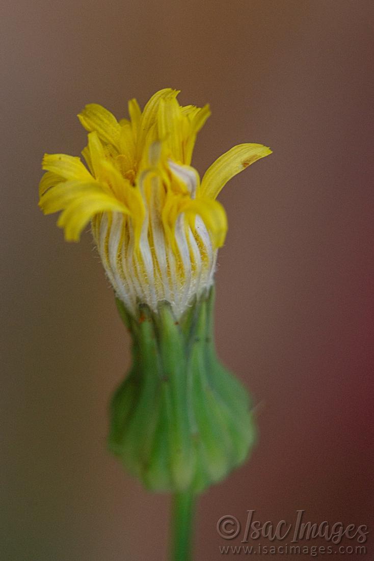 Click image for larger version

Name:	9554-Sow_Thistle.jpg
Views:	58
Size:	62.4 KB
ID:	486647