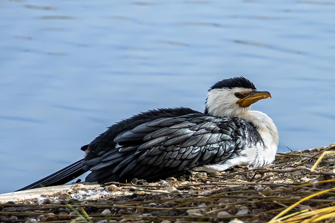 Click image for larger version

Name:	Pied Cormorant At Rest.jpg
Views:	68
Size:	99.3 KB
ID:	486925