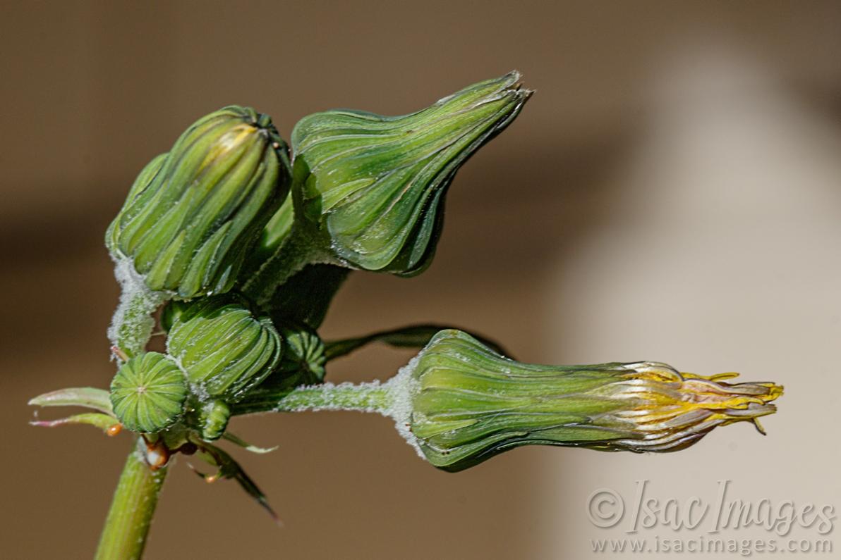 Click image for larger version

Name:	9614-Sow_Thistles.jpg
Views:	71
Size:	79.0 KB
ID:	486952