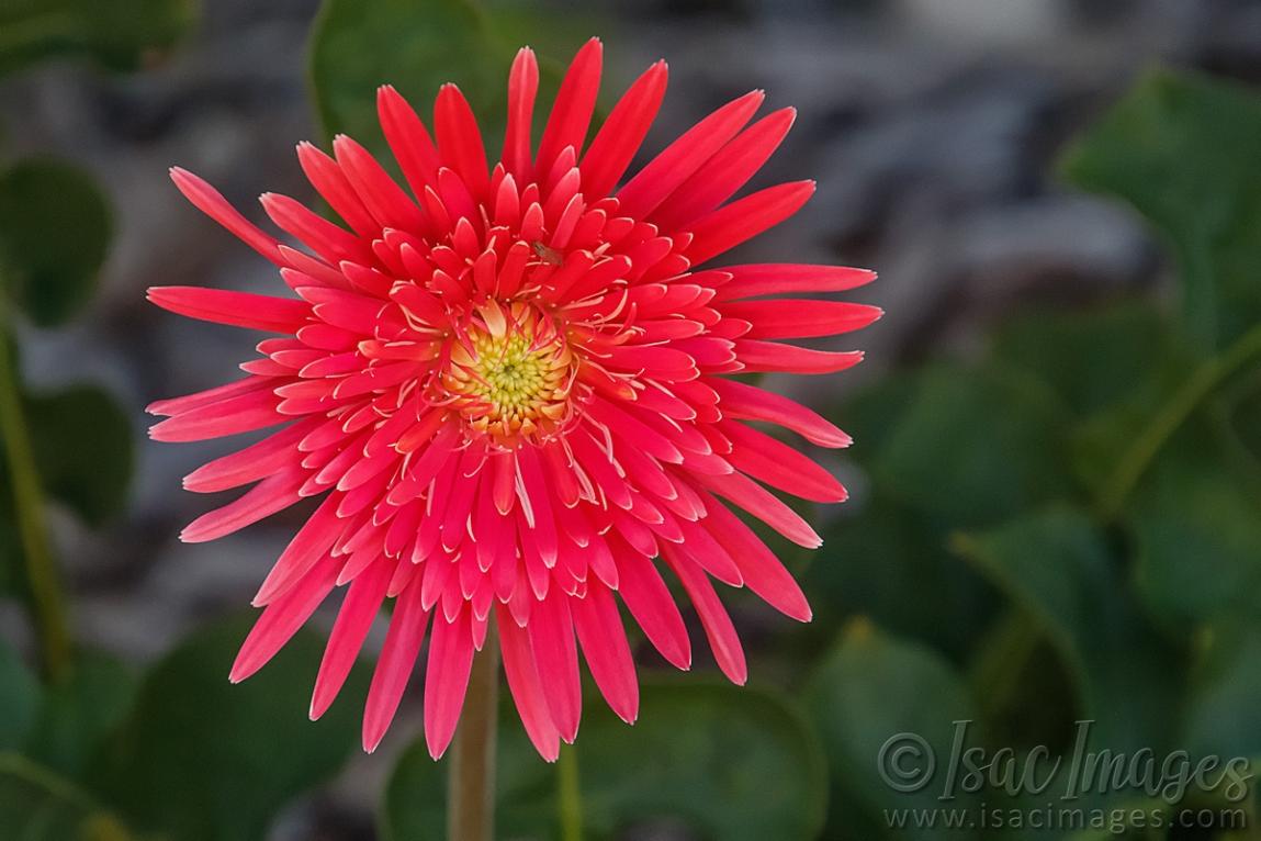 Click image for larger version

Name:	9735-Pink_Gerbera.jpg
Views:	72
Size:	84.2 KB
ID:	486976