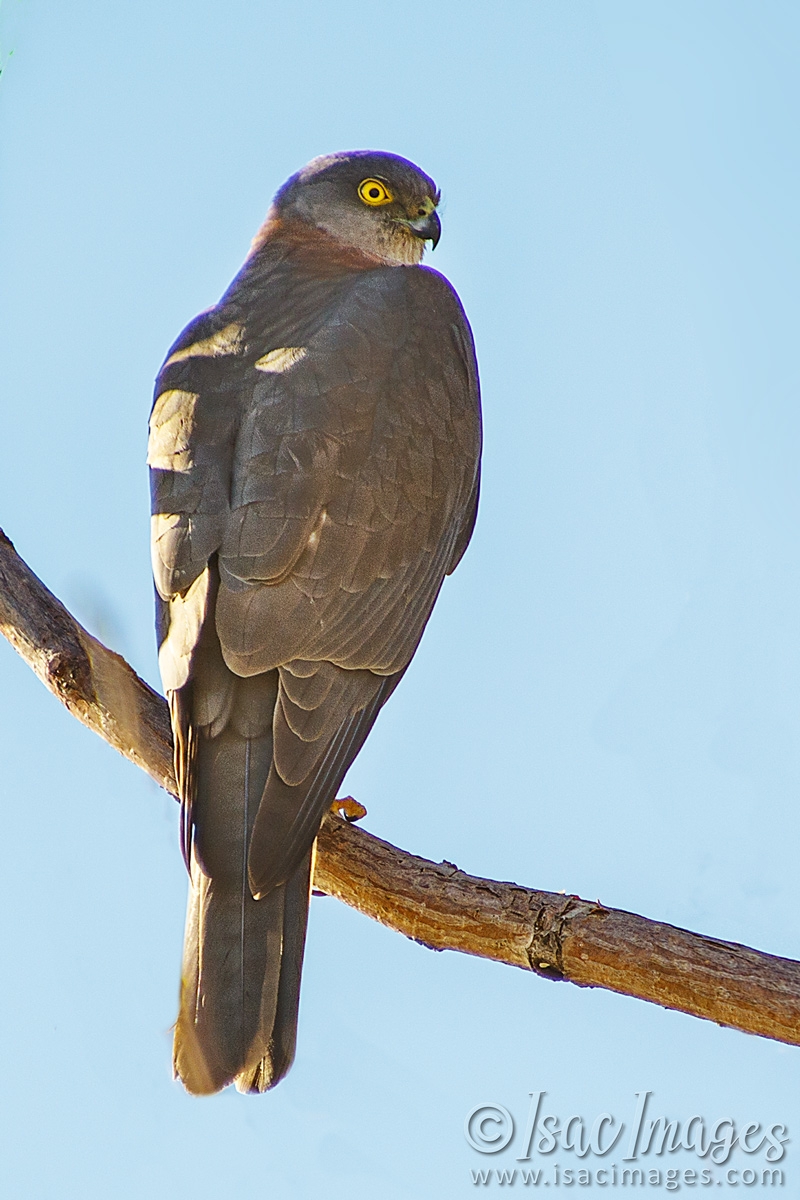 Click image for larger version

Name:	9642-Collared_Sparrowhawk.jpg
Views:	56
Size:	483.1 KB
ID:	487062