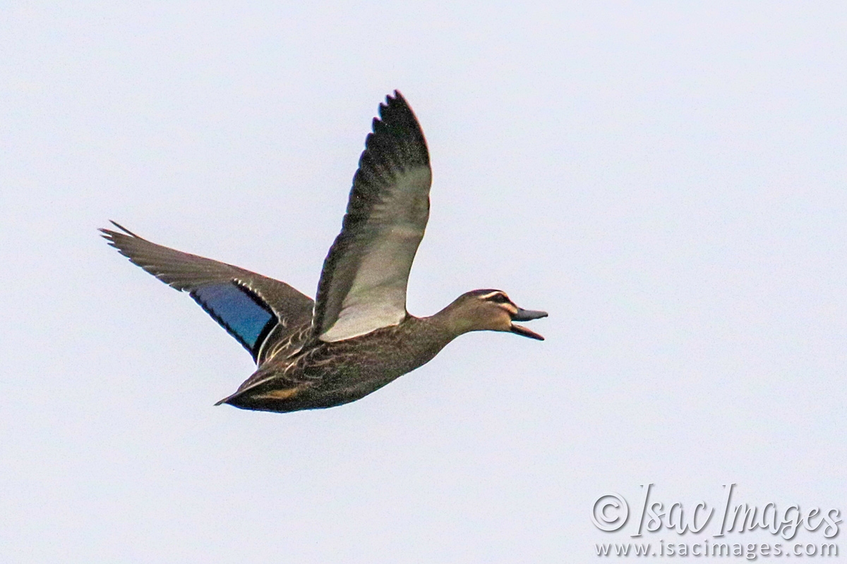 Click image for larger version

Name:	9839-Pacific_Blac-BIF.jpg
Views:	47
Size:	487.8 KB
ID:	487542