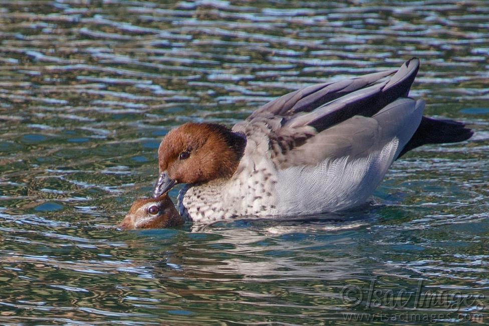 Click image for larger version

Name:	0248-Wood_Ducks.jpg
Views:	31
Size:	130.2 KB
ID:	487580