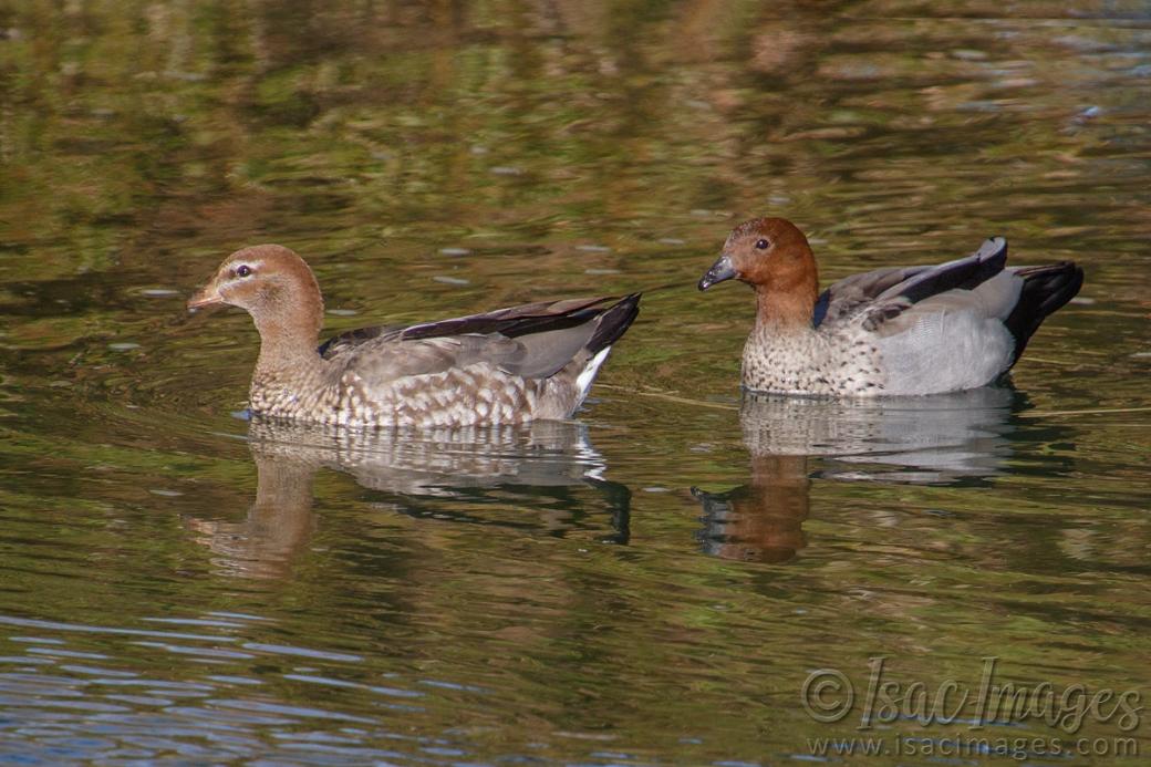 Click image for larger version

Name:	0232-Wood_Ducks.jpg
Views:	33
Size:	111.4 KB
ID:	487581
