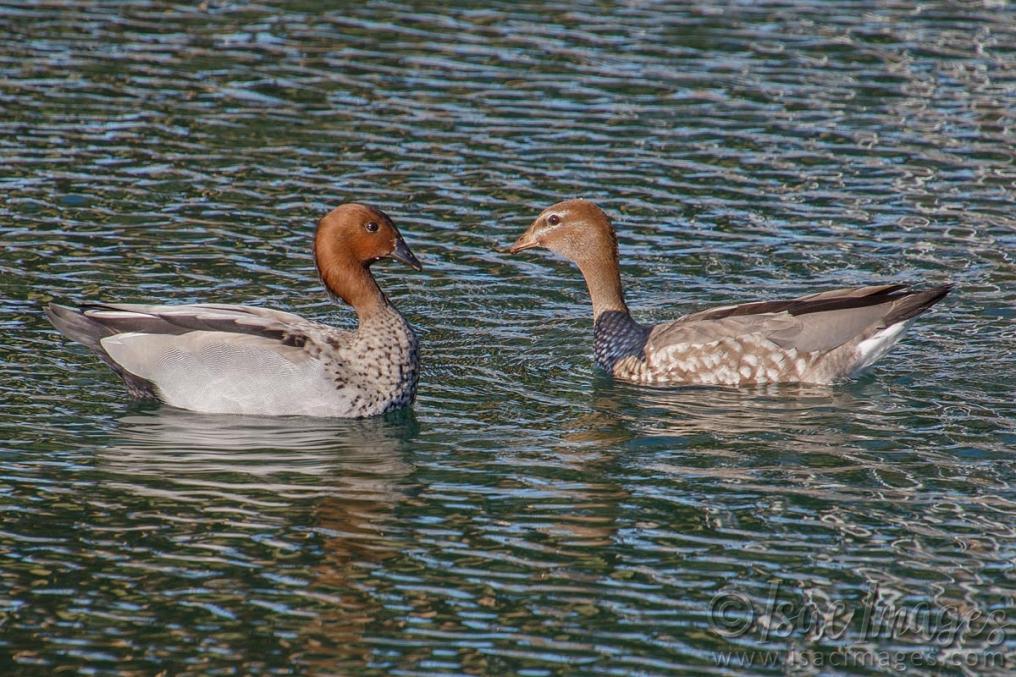 Click image for larger version

Name:	0243-Wood_Ducks.jpg
Views:	38
Size:	149.0 KB
ID:	487583