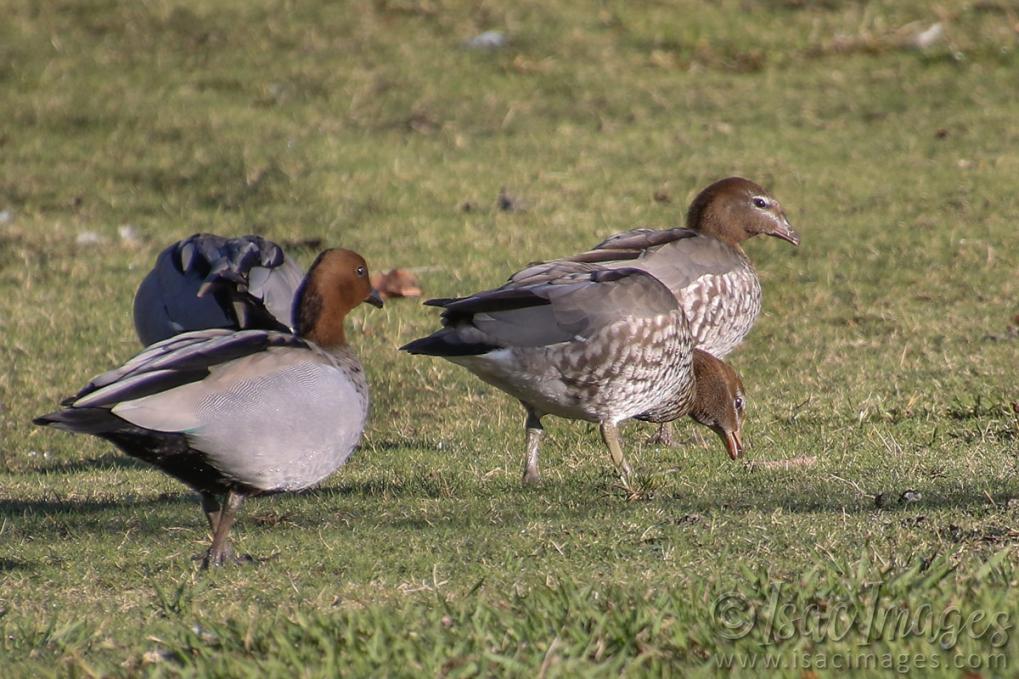 Click image for larger version

Name:	0197-Wood_Ducks.jpg
Views:	33
Size:	122.0 KB
ID:	487584