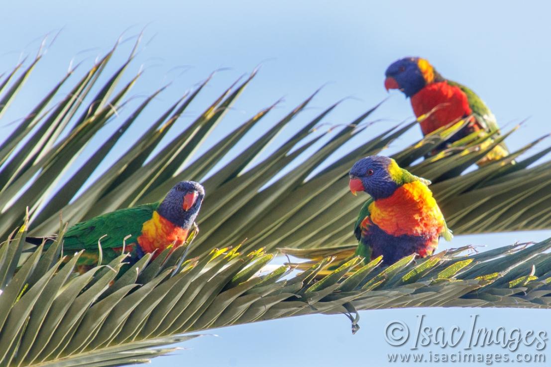 Click image for larger version

Name:	0110-Rainbow_Lorikeets.jpg
Views:	37
Size:	113.4 KB
ID:	487590