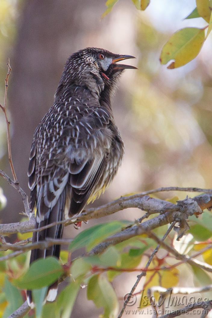 Click image for larger version

Name:	0028-Red_Wattle_Bird_Singing.jpg
Views:	67
Size:	92.8 KB
ID:	487595