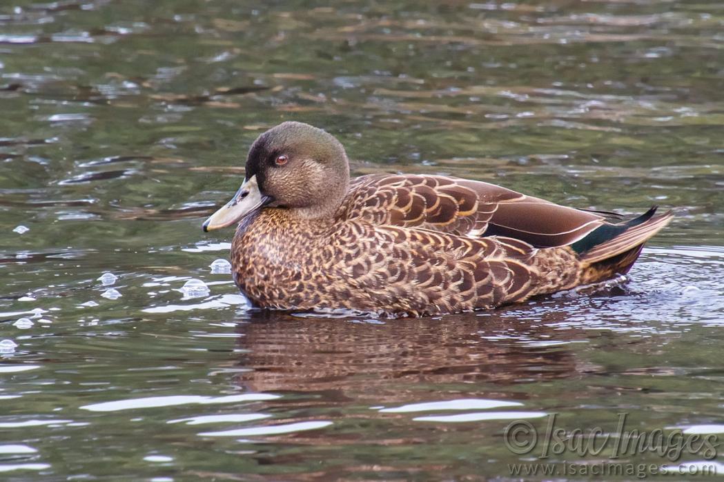 Click image for larger version

Name:	9817-Grey_Teal_Duck.jpg
Views:	29
Size:	122.2 KB
ID:	487599