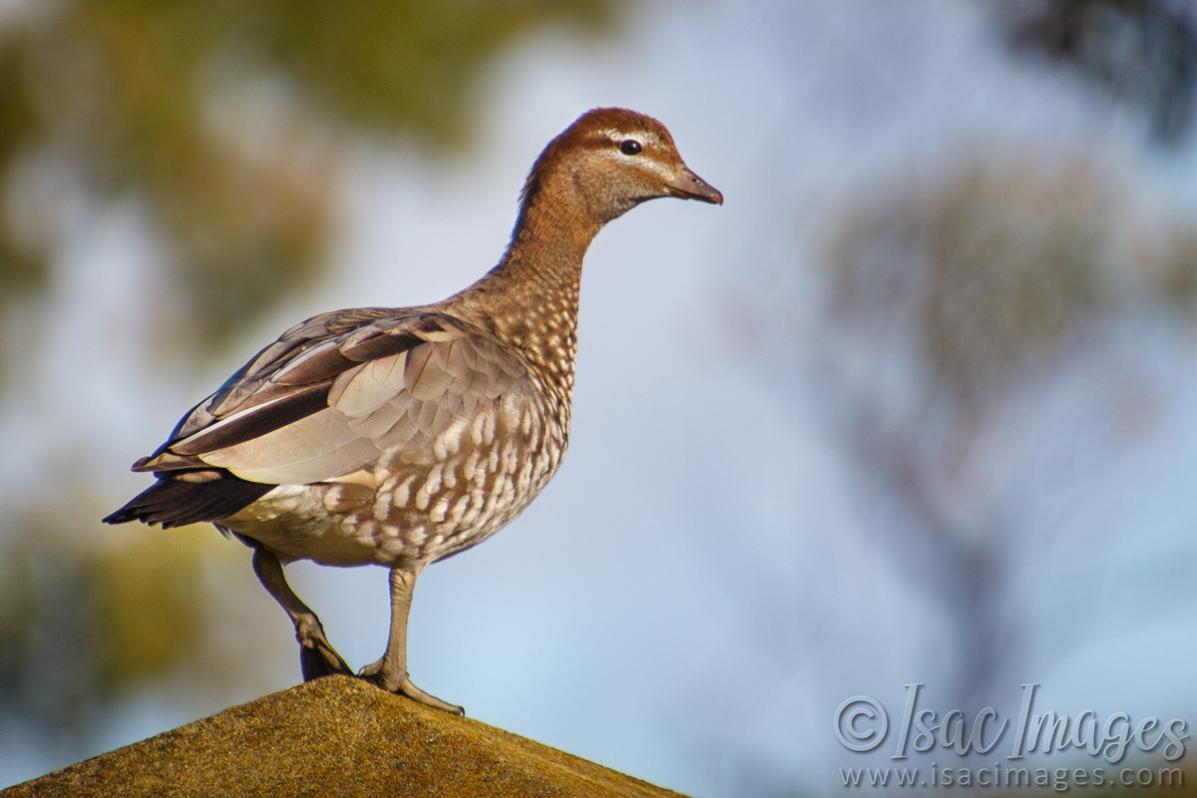 Click image for larger version

Name:	9914-Wooduck_Female.jpg
Views:	23
Size:	72.0 KB
ID:	487602