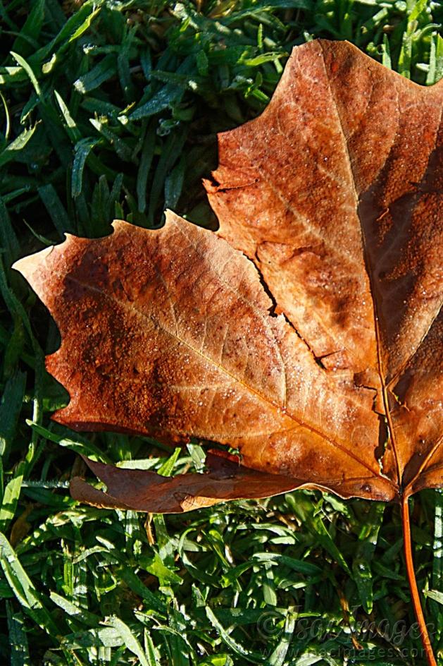 Click image for larger version

Name:	9877-Dry_Leaf.jpg
Views:	66
Size:	144.9 KB
ID:	487709