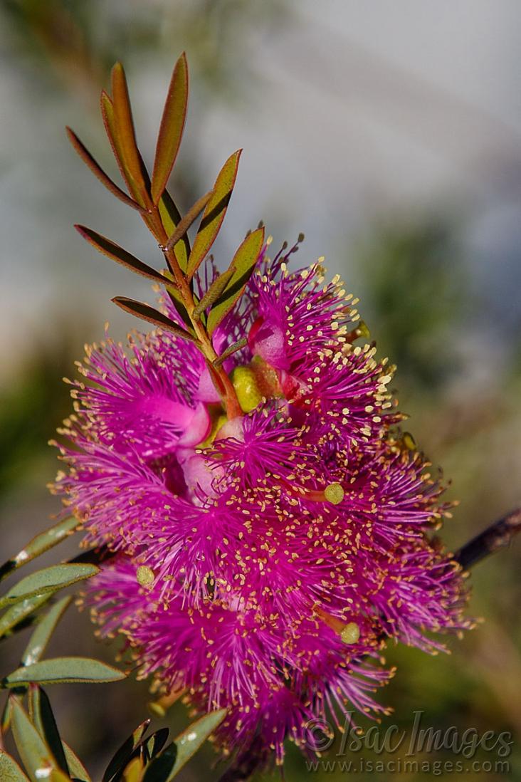 Click image for larger version

Name:	0269_Callistemon_Hot_Pink.jpg
Views:	67
Size:	113.5 KB
ID:	487727
