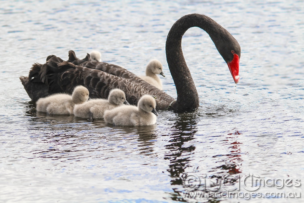 Click image for larger version

Name:	9994-Swans-Cygnets.jpg
Views:	43
Size:	466.2 KB
ID:	487772