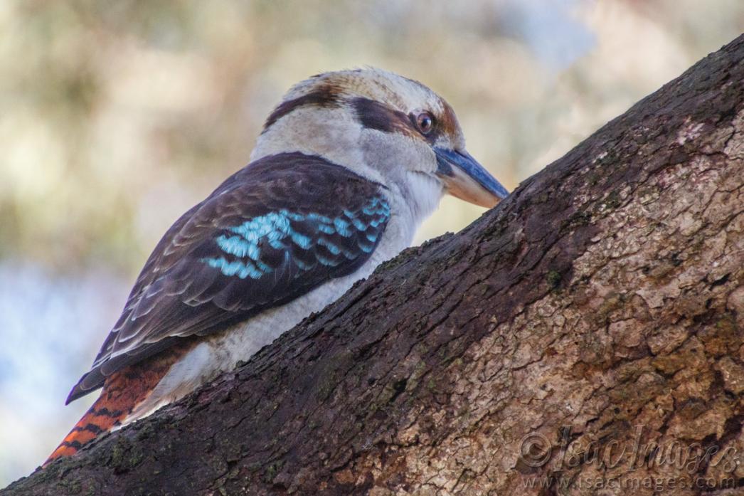 Click image for larger version

Name:	0371-Kookaburra.jpg
Views:	54
Size:	109.4 KB
ID:	487828