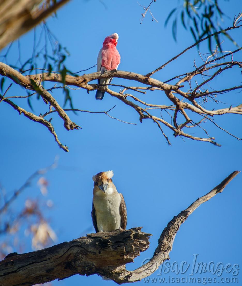 Click image for larger version

Name:	0353-Kookaburra_Galah.jpg
Views:	66
Size:	109.0 KB
ID:	487829