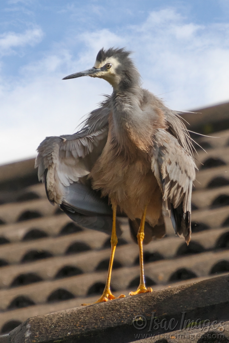 Click image for larger version

Name:	0431-White_Faced_Heron-1.jpg
Views:	47
Size:	491.3 KB
ID:	487914