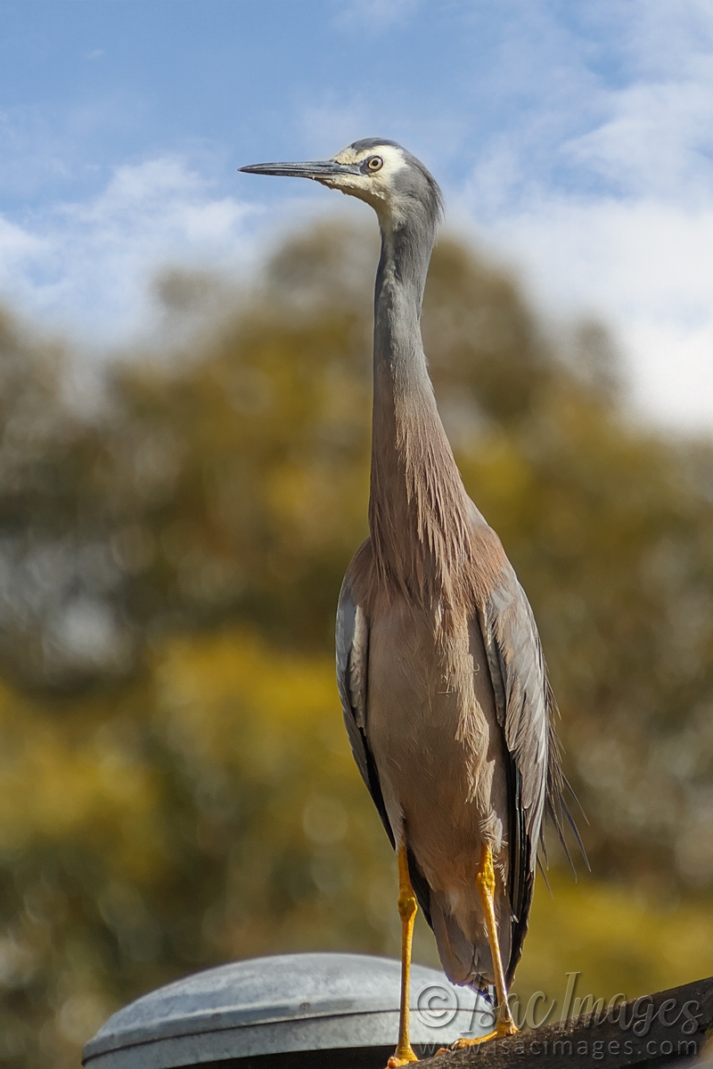 Click image for larger version

Name:	0439-White_Faced_Heron-4.jpg
Views:	46
Size:	456.5 KB
ID:	487915