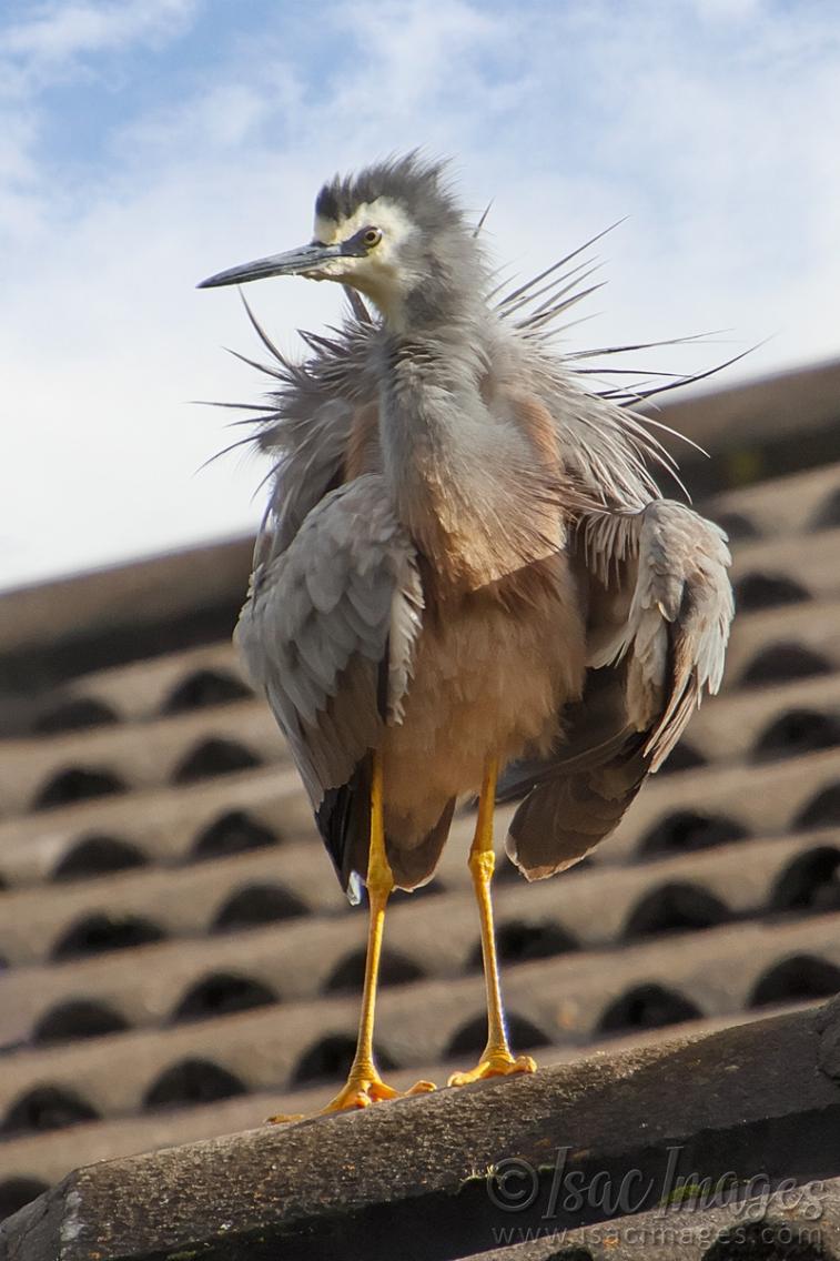 Click image for larger version

Name:	0432-White_Faced_Heron-2.jpg
Views:	46
Size:	94.6 KB
ID:	487916