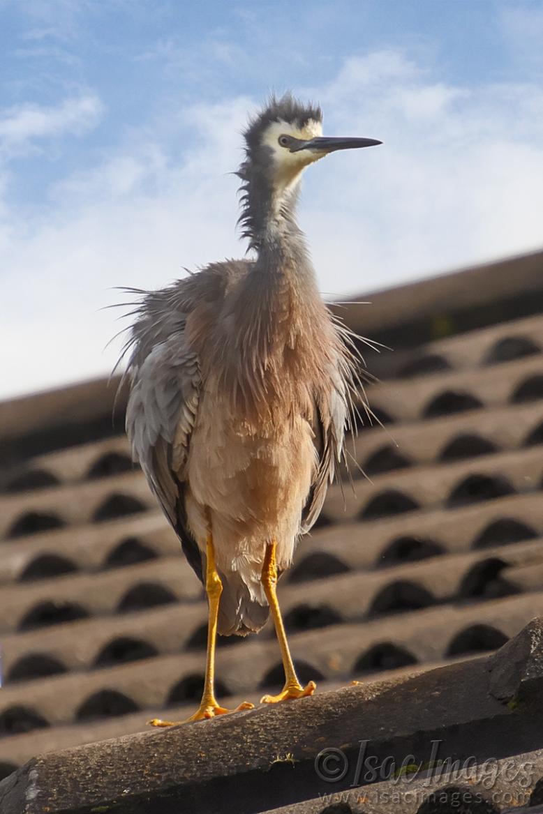 Click image for larger version

Name:	0434-White_Faced_Heron-3.jpg
Views:	43
Size:	88.0 KB
ID:	487917