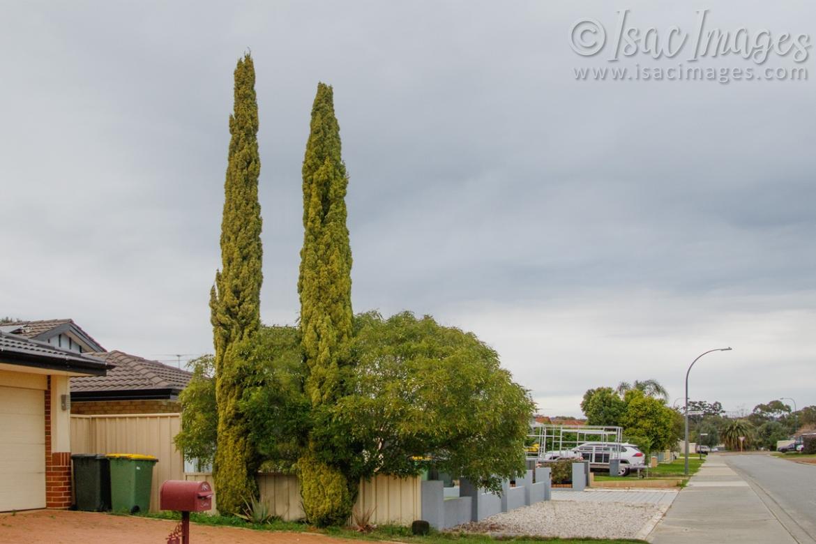 Click image for larger version

Name:	0463-Twin_Towers_Pines.jpg
Views:	49
Size:	92.6 KB
ID:	487958