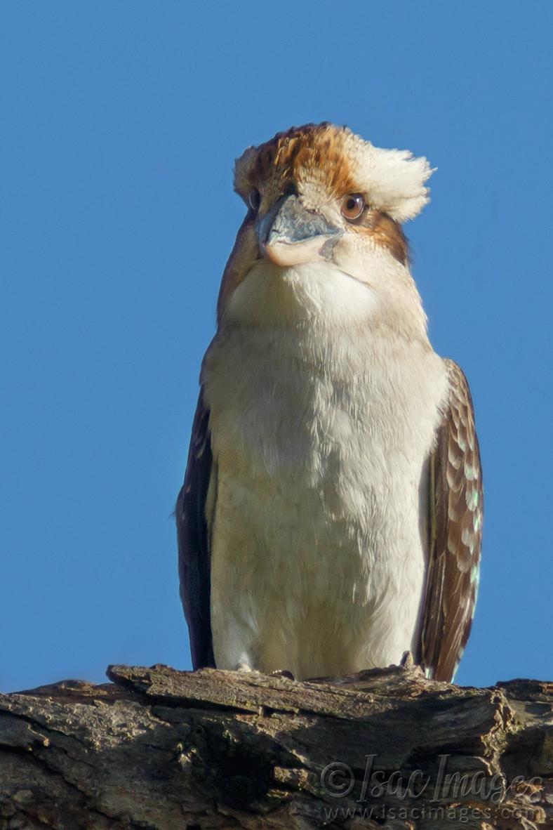 Click image for larger version

Name:	0349-Kookaburra.jpg
Views:	39
Size:	80.8 KB
ID:	487960