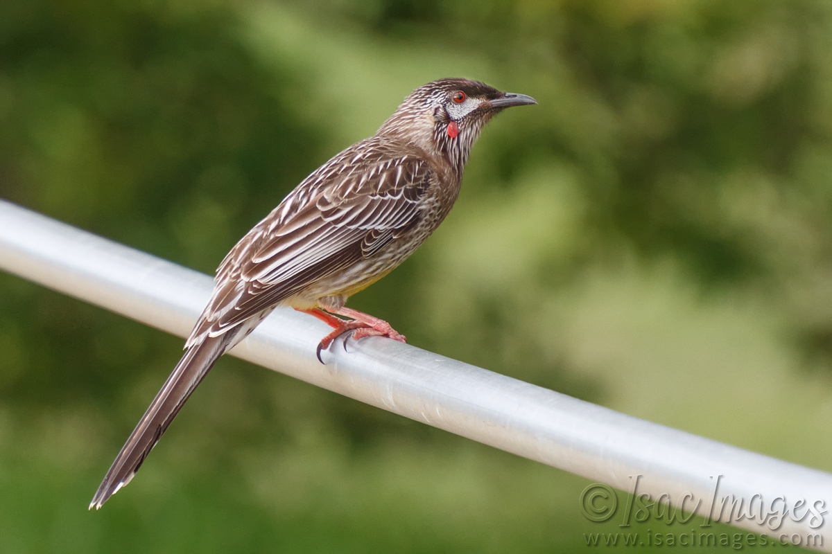 Click image for larger version

Name:	0460-Red_Wattlebird.jpg
Views:	45
Size:	456.6 KB
ID:	487971