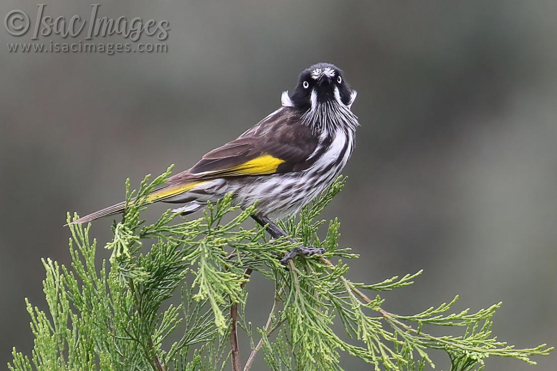 Click image for larger version

Name:	0520-New_Holland_Honeyeater.jpg
Views:	35
Size:	111.5 KB
ID:	488096