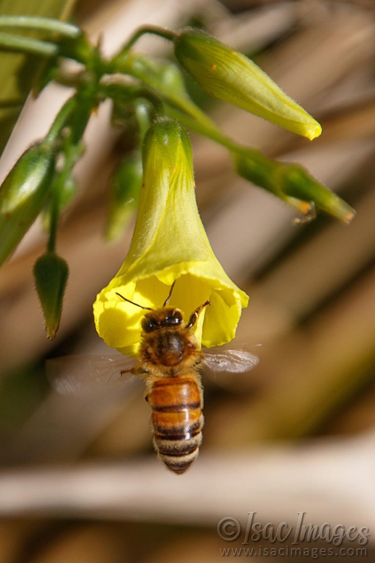 Click image for larger version

Name:	0508-Bee-1.jpg
Views:	36
Size:	73.4 KB
ID:	488103