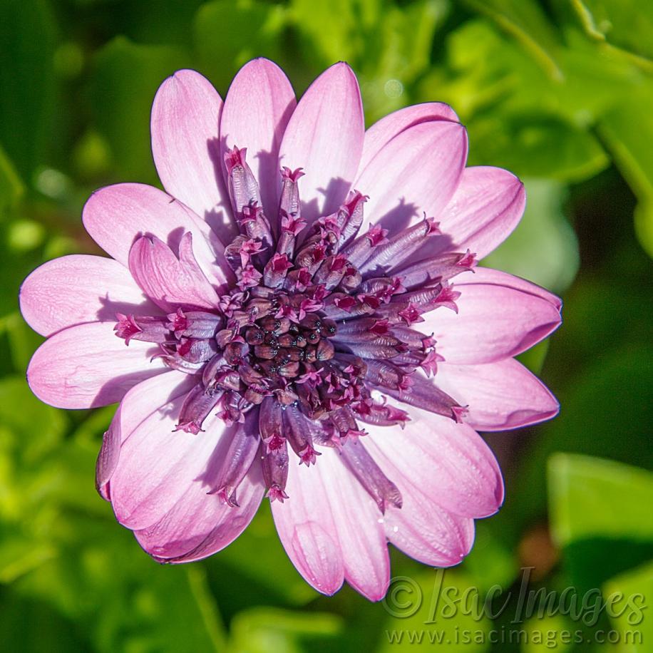 Click image for larger version

Name:	0511-Pink_Daisy.jpg
Views:	35
Size:	116.7 KB
ID:	488107