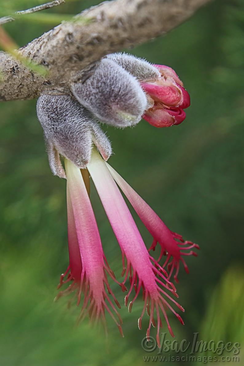 Click image for larger version

Name:	0579-One_Sided_Bottlebrush.jpg
Views:	43
Size:	87.6 KB
ID:	488110