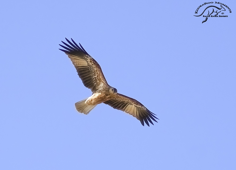 Click image for larger version

Name:	Renmark 21-07-2022 (479).jpg
Views:	61
Size:	256.0 KB
ID:	488175