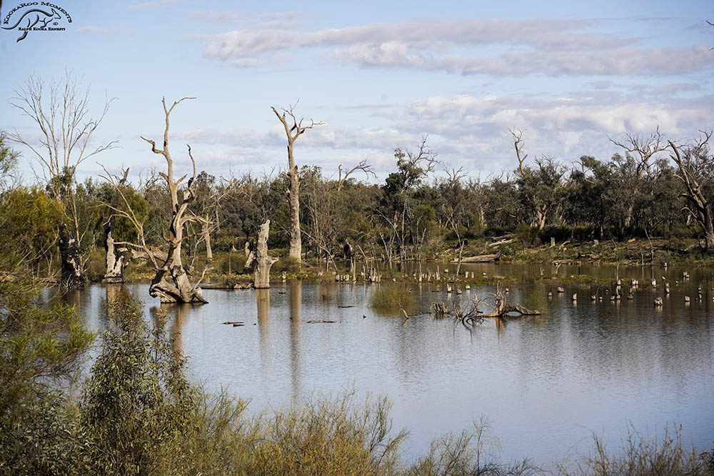 Click image for larger version

Name:	In NSW 24-07-2022 (254) - Copy.jpg
Views:	63
Size:	496.1 KB
ID:	488206