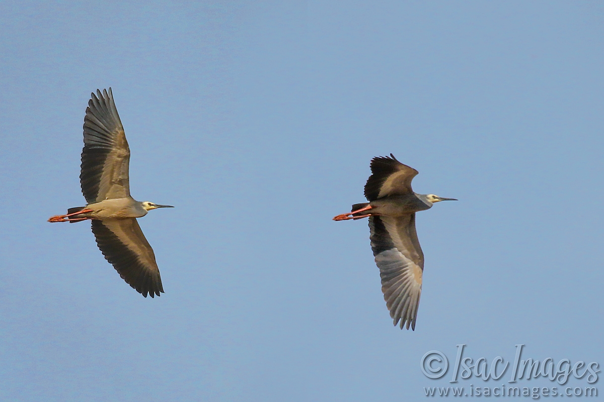 Click image for larger version

Name:	0634-White_fraced_Heron_Comp.jpg
Views:	41
Size:	433.1 KB
ID:	488292