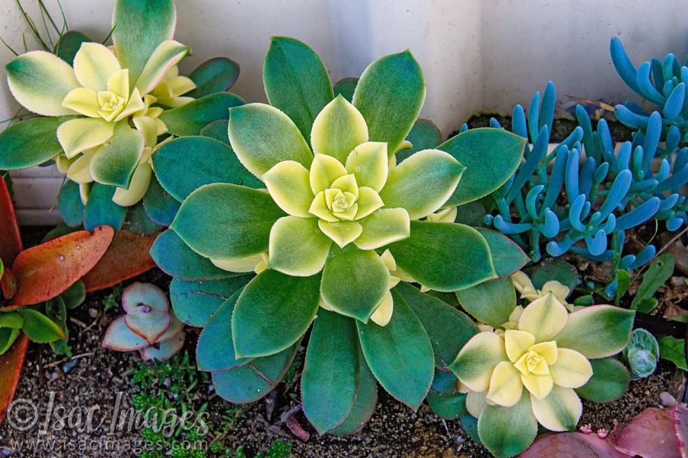 Click image for larger version

Name:	0610-Cactus.jpg
Views:	89
Size:	118.8 KB
ID:	488296