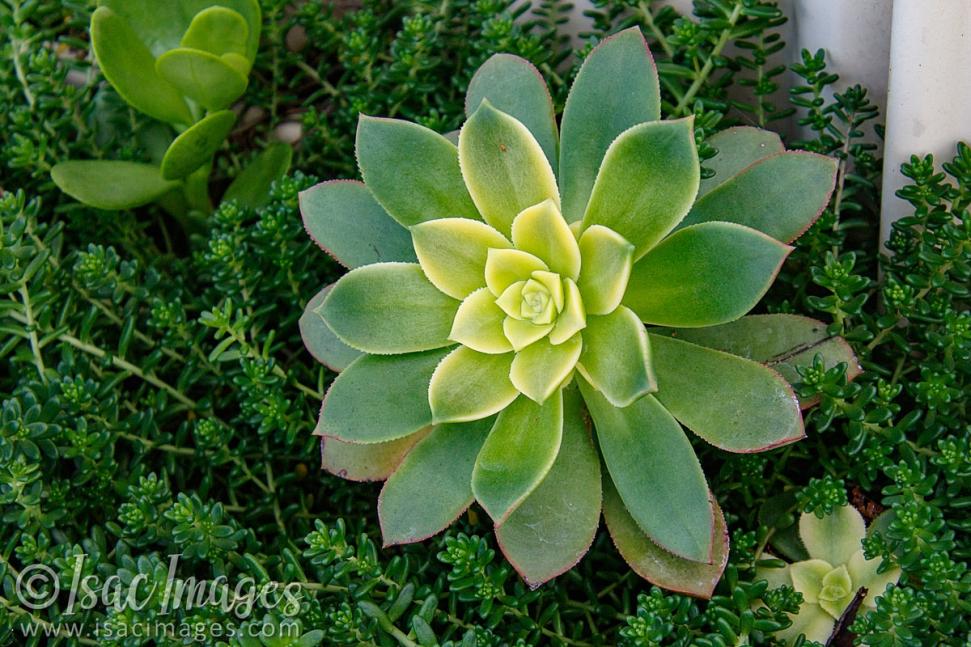 Click image for larger version

Name:	0611-Cactus.jpg
Views:	74
Size:	120.9 KB
ID:	488297